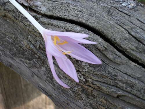 Herbstzeitlose Flowers Purple Wood