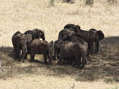 Herd Elephants Animals