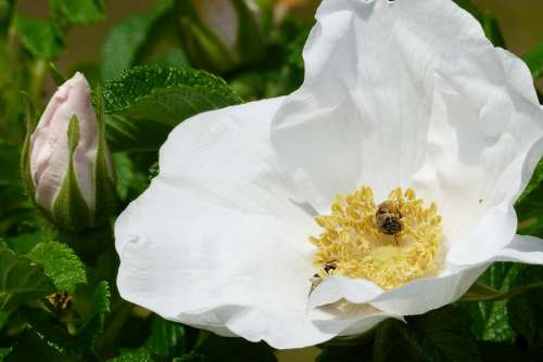 Hermanus Flowers White In The Early Summer Bee