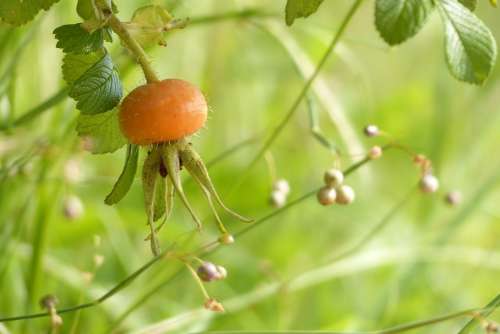 Hermanus Fruit Of The Sweetbrier Orange Summer