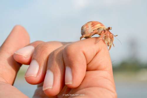 Hermit Crab Crab Little Cute Animal Sea Life Hand