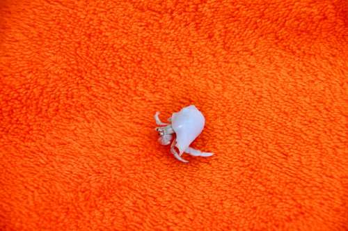 Hermit Crab Maldives Full Moon Island Orange Blanket
