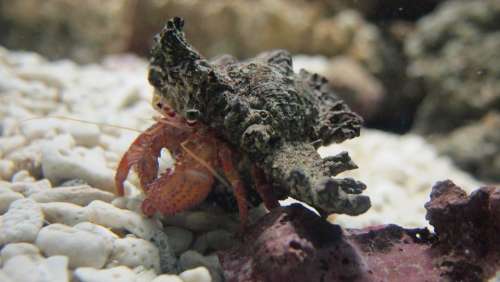 Hermit Crab Aquarium Sea