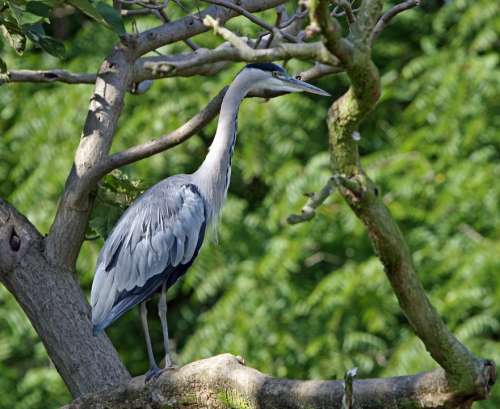 Heron Bird Animal Wildlife Tree Perched Resting