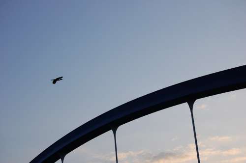 Heron Bird Sky Bridge River