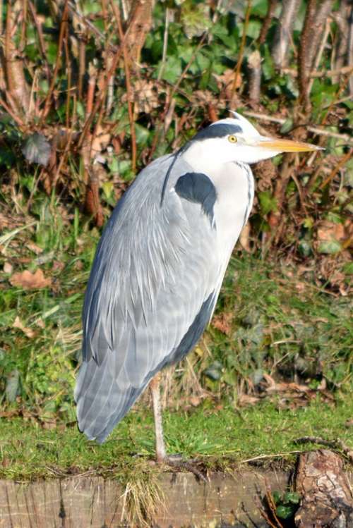 Heron Bird Nature