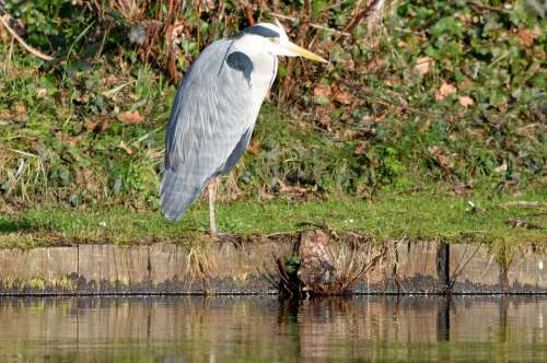 Heron Bird Nature Pond
