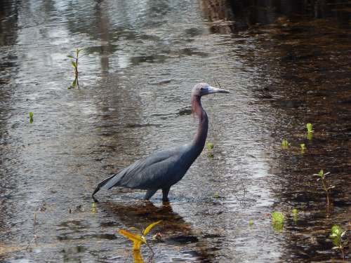 Heron Egret Bird Animal Nature Water Louisiana