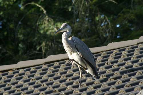 Heron Bird