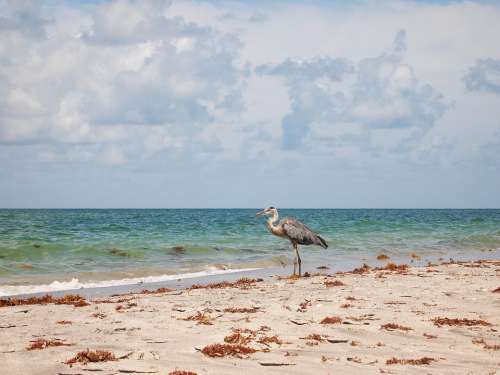 Heron Bird Coast Ocean Landscape Nature Beach