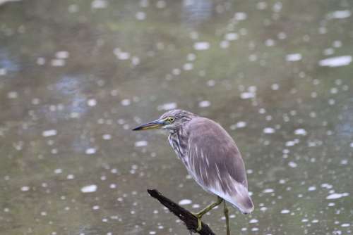 Heron Bird Pond Heron Wildlife Beak Water