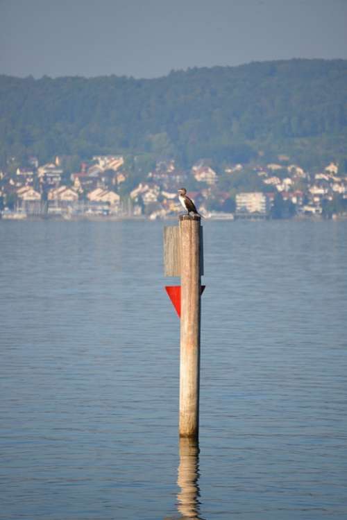 Heron Bird Lake Constance Lake View Lake Water