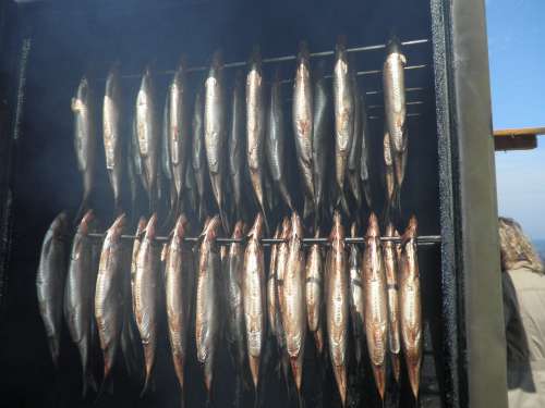 Herring Fischraeucherei Fish Food Fish In The Smoke