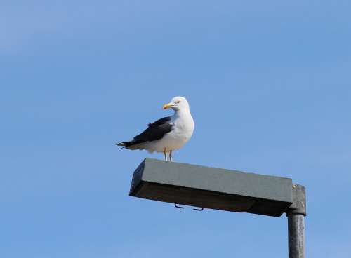 Herring Gull Larus Argentatus Gulls Species