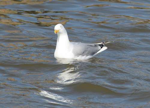 Herring Gull Gulls Larus Argentatus Laridae