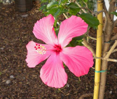 Hibiscus Flower Blossom Bloom Pink