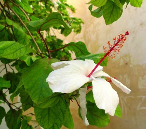 Hibiscus Plant Blossom Bloom Green White Red