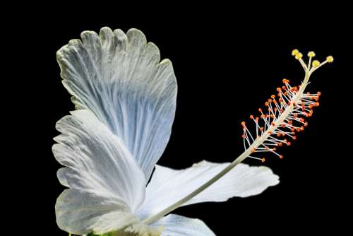 Hibiscus Blossom Bloom Flower White Marshmallow