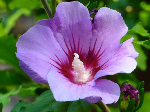 Hibiscus Blossom Bloom Violet Purple Plant