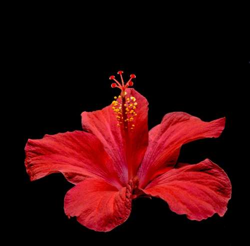 Hibiscus Blossom Bloom Flower Red Marshmallow