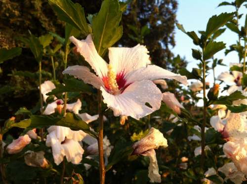 Hibiscus Mallow Blossom Bloom