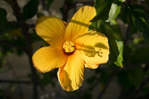 Hibiscus Yellow Flower Single Yellow Flower Florida