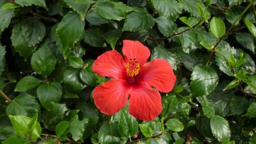 Hibiscus Flower Blossom Bloom Nature Red Spring