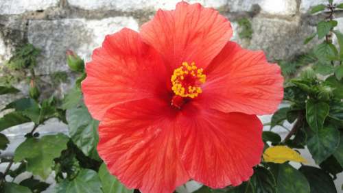 Hibiscus Flower Plant Red Garden Green Leaves