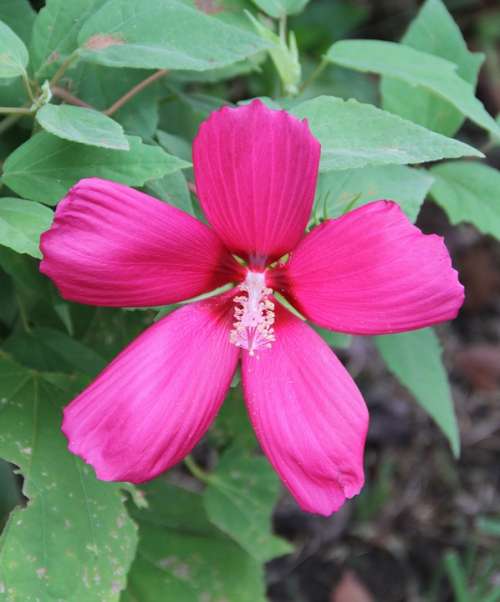 Hibiscus Flower Nature