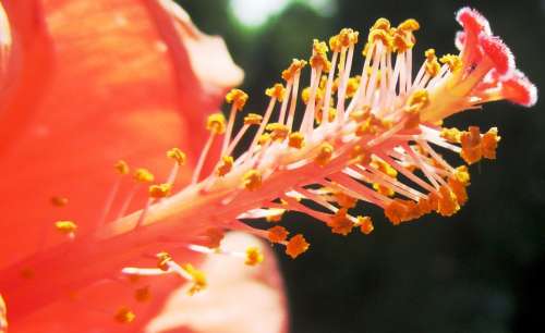 Hibiscus Blossom Bloom Pistil Close Up Pollen