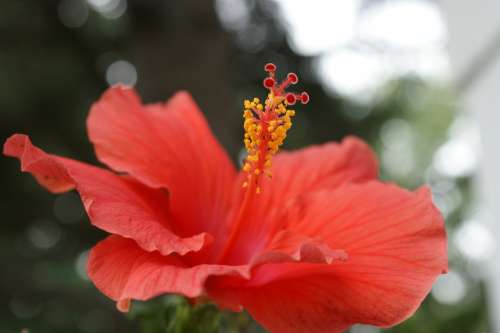 Hibiscus Flower Coral Pink Floral Tropical Summer