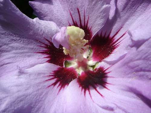 Hibiscus Flower Pistil Purple
