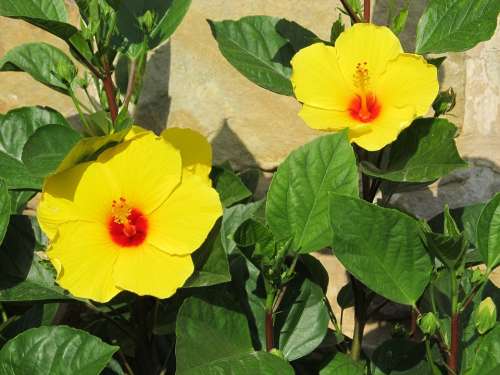 Hibiscus Yellow Big Flowers Green Leaves Planting