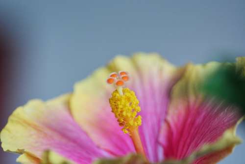 Hibiscus Flower Blossom Bloom Macro Plant