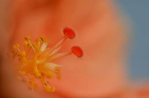 Hibiscus Flower Blossom Bloom Macro Nature