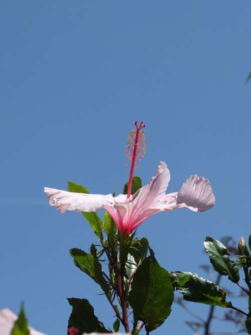 Hibiscus Blossom Bloom Pistil Leaves Pink Plant