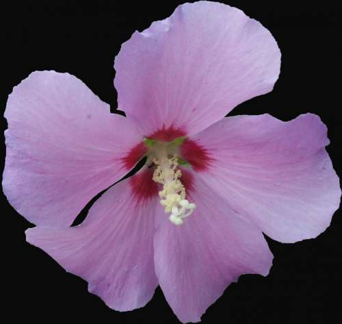 Hibiscus Garden Hibiscus Mallow Pink Purple