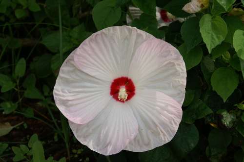Hibiscus Flower Floral White Closeup Bloom