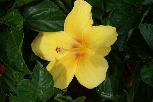 Hibiscus Yellow Summer Plant Closeup Beautiful