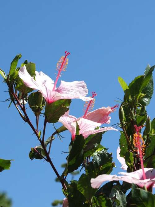 Hibiscus Flowers Pistil Leaves Pink Plant Pollen