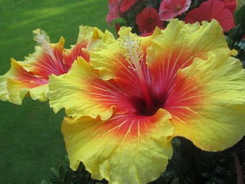Hibiscus Flowers Blossom Bloom Yellow Red