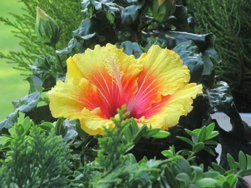 Hibiscus Flower Blossom Bloom Yellow Orange