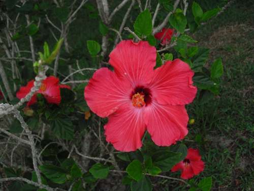 Hibiscus Red Flower Nature Blossom Bloom Rose
