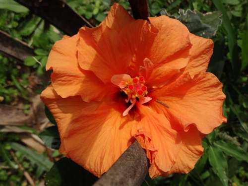 Hibiscus Orange Flower Blossom Bloom Nature Plant