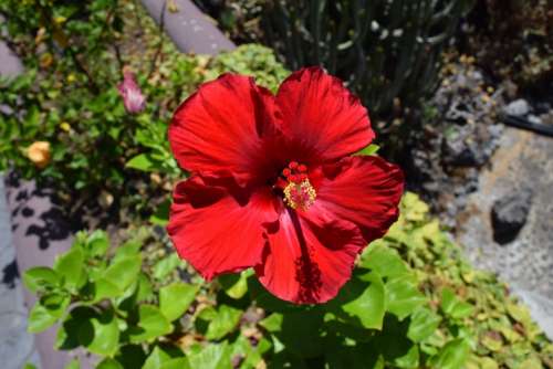 Hibiscus Red Blossom Bloom Flower
