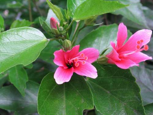 Hibiscus Flower Pink Red Thailand Exotic Purple