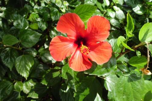 Hibiscus Flower Nature Garden Flora Red