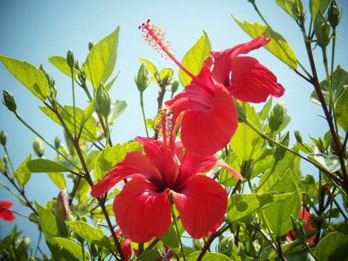 Hibiscus Flower Red Pistil Mediterranean
