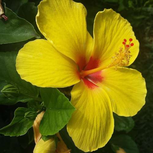 Hibiscus Yellow Flowers Beauty Nature Floral