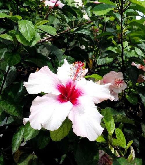 Hibiscus Pink Flower Nature Plant Floral Blossom